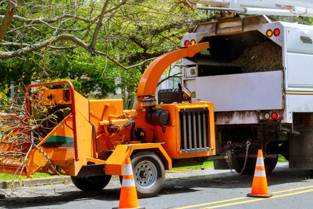 Trusted Groveland, FL Tree Removal and Landscaping Services Experts